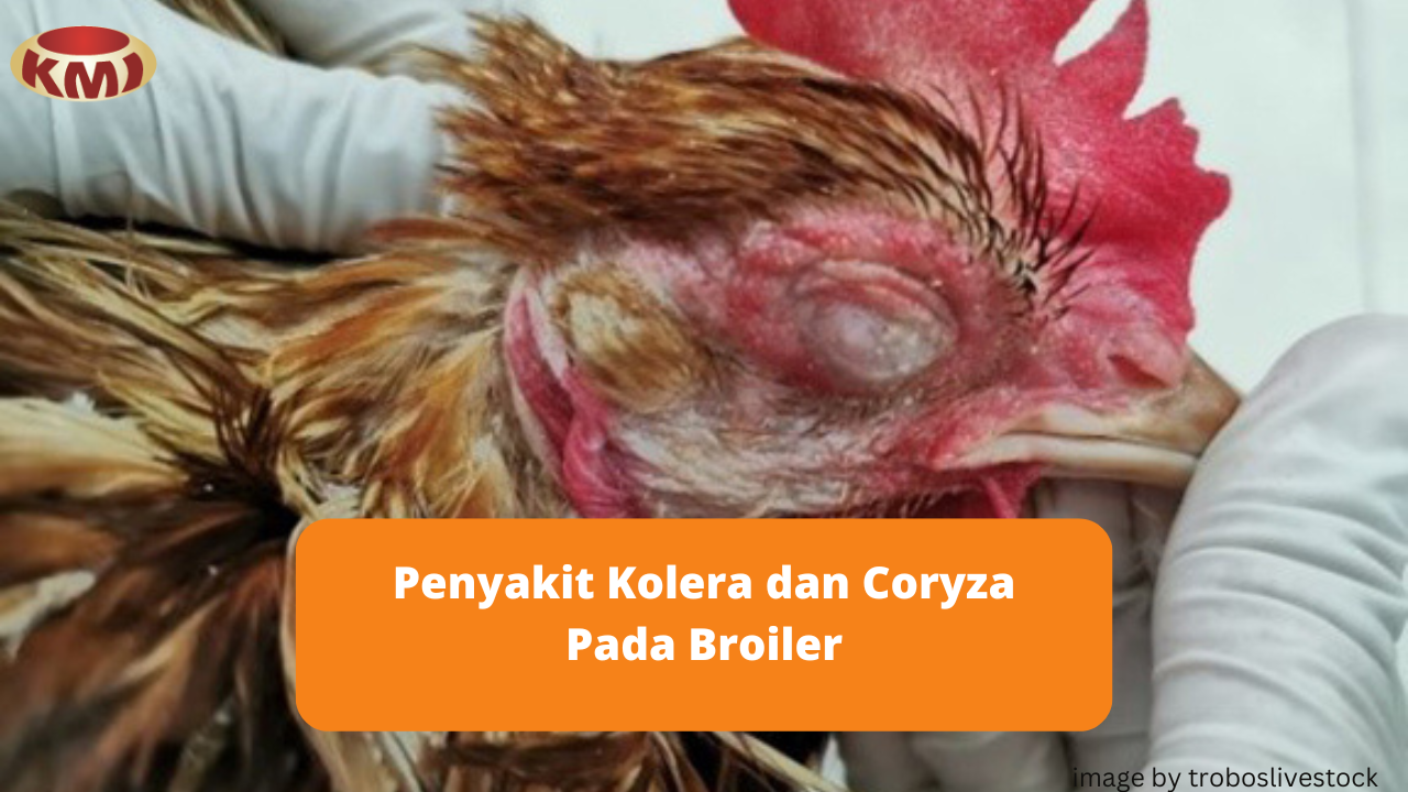 Kenali Kolera dan Coryza Pada Ayam Broiler